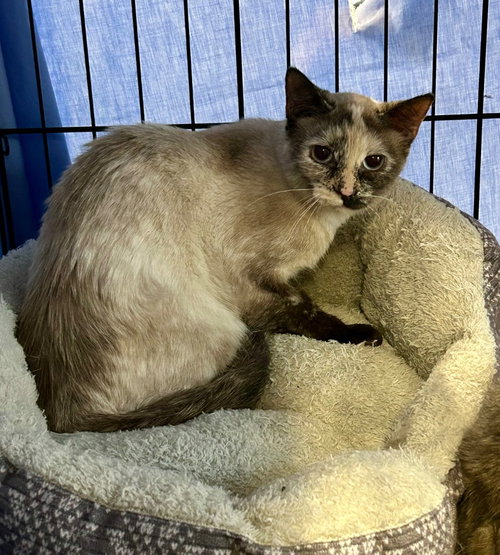 Halo, an adoptable Siamese in Portland, IN