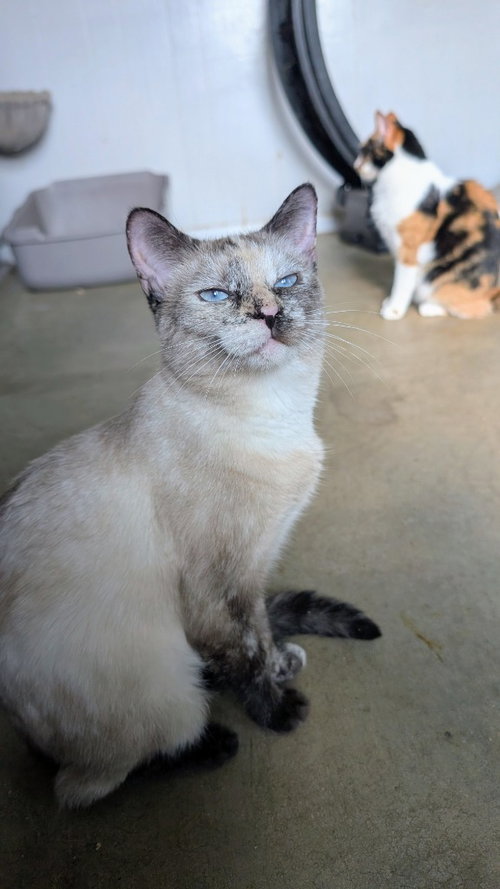 Halo, a cat for adoption from Midwest Pet Refuge