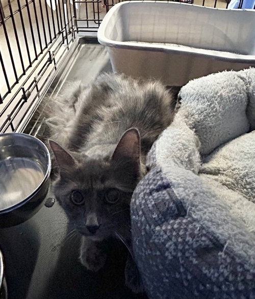 Solvira, Young Domestic Medium Hair / Mixed, cat for adoption in Anderson, Indiana