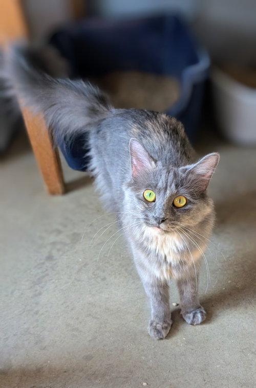 Solvira, a cat for adoption from Midwest Pet Refuge
