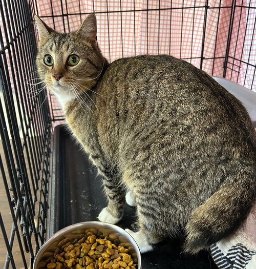 Salem, an adoptable Domestic Short Hair in Portland, IN