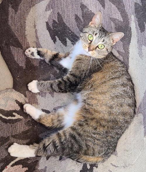 Salem, a cat for adoption from Midwest Pet Refuge
