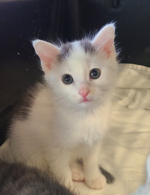 Buck, Baby Domestic Short Hair / Mixed, cat for adoption in Anderson, Indiana
