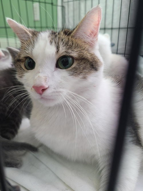 Lira, an adoptable Domestic Short Hair in Portland, IN