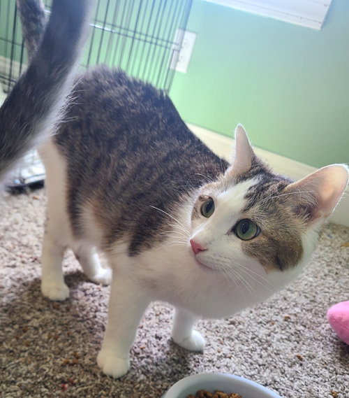 LIRA - Domestic Short Hair available for adoption