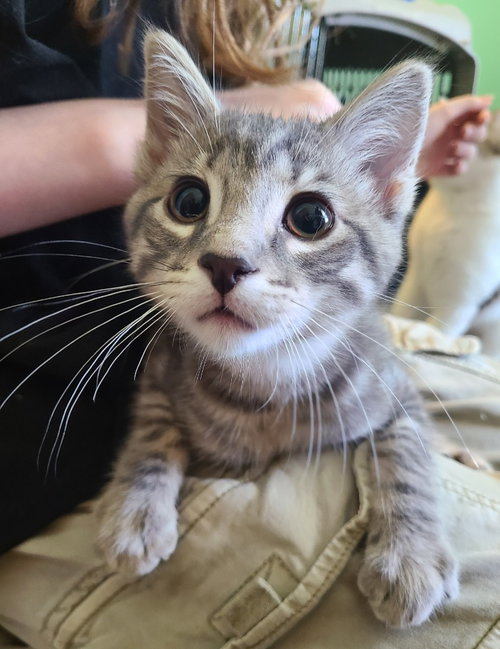 QUID - Domestic Short Hair available for adoption