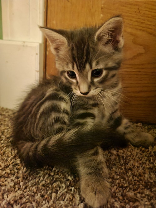 QUID - Domestic Short Hair available for adoption