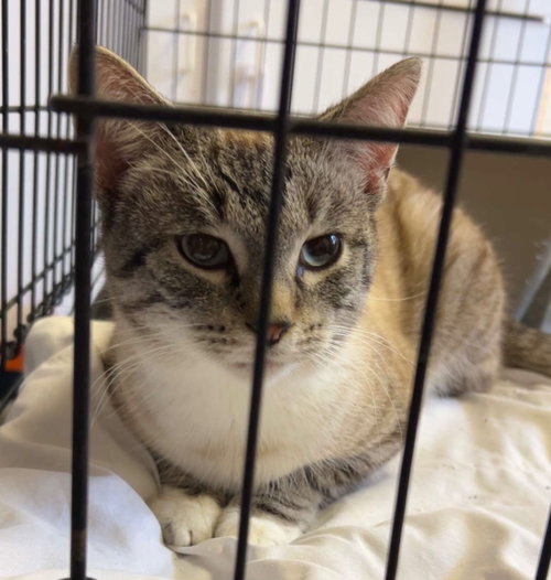 Chester, an adoptable Snowshoe in Portland, IN
