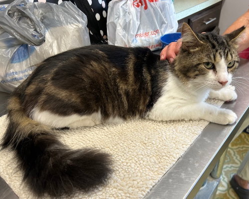 Clifford, Young Domestic Medium Hair / Mixed, cat for adoption in Anderson, Indiana