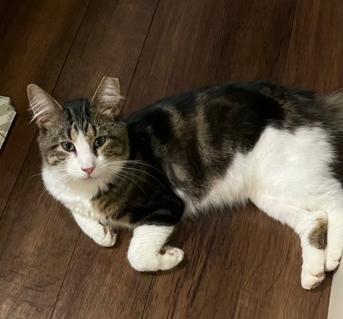 Clifford, an adoptable Domestic Medium Hair in Portland, IN