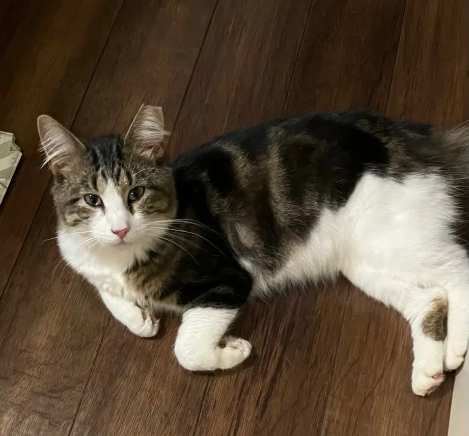 Clifford - Domestic Medium Hair
