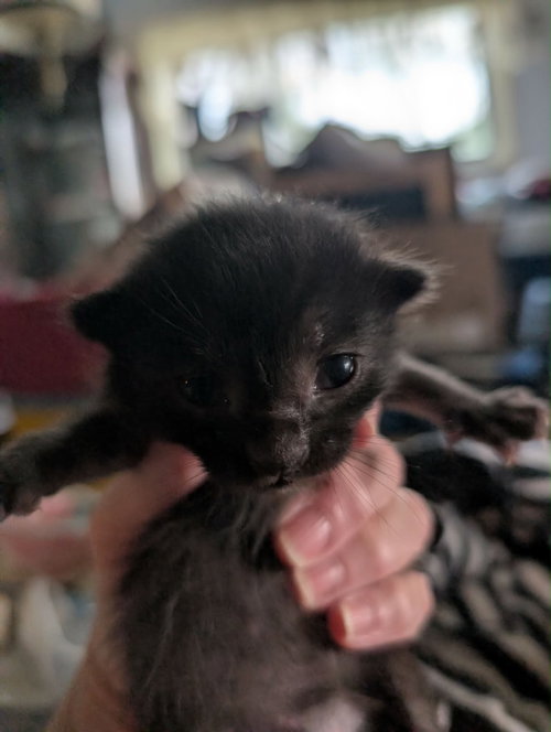Soup kitten Black 1, Baby Domestic Short Hair / Mixed, cat for adoption in Anderson, Indiana
