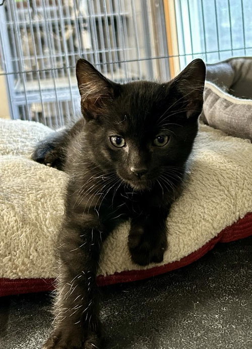 Chowder, Baby Domestic Short Hair / Mixed, cat for adoption in Portland, Indiana