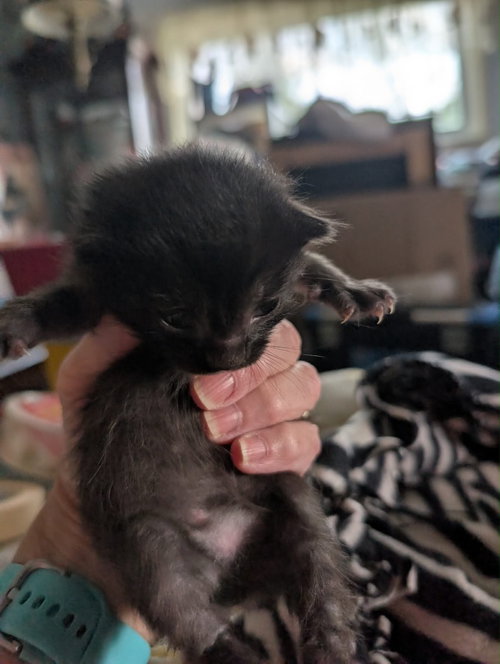Soup kitten Black 2, Baby Domestic Short Hair / Mixed, cat for adoption in Anderson, Indiana