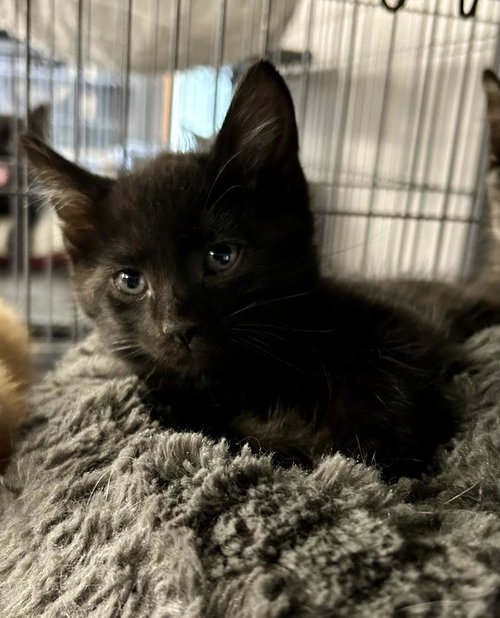 Zuppa, Baby Domestic Short Hair / Mixed, cat for adoption in Portland, Indiana