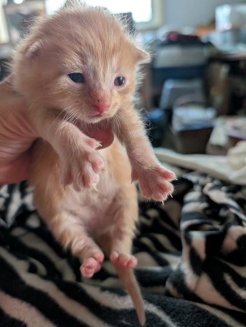 Soup kitten Orange 1, Baby Domestic Short Hair / Mixed, cat for adoption in Anderson, Indiana