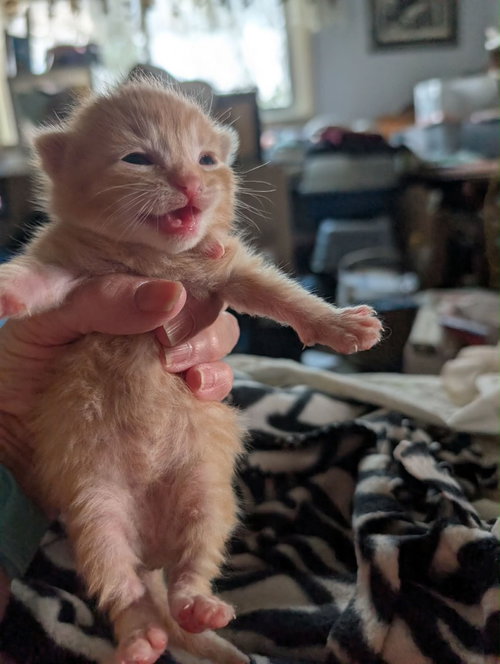 Soup kitten Orange 2, Baby Domestic Short Hair / Mixed, cat for adoption in Anderson, Indiana