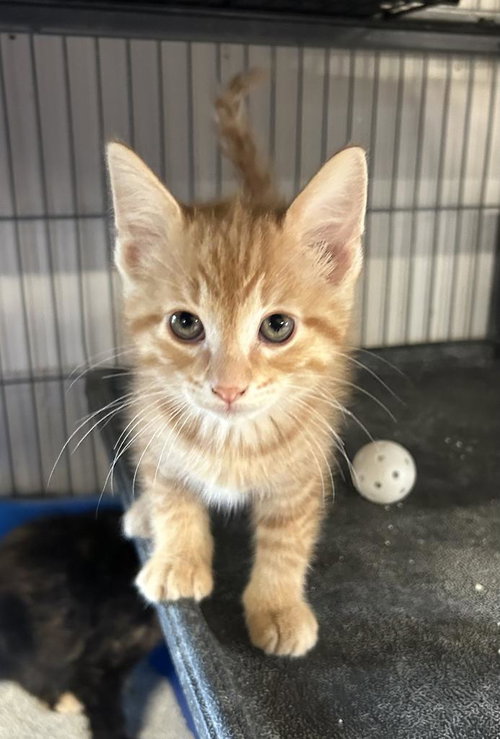 Gumbo, Baby Domestic Short Hair / Mixed, cat for adoption in Portland, Indiana
