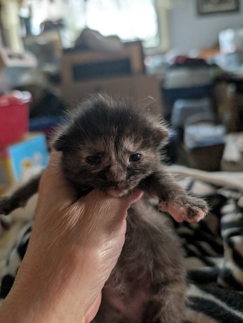 Soup kitten Tortie 1, Baby Domestic Short Hair / Mixed, cat for adoption in Anderson, Indiana