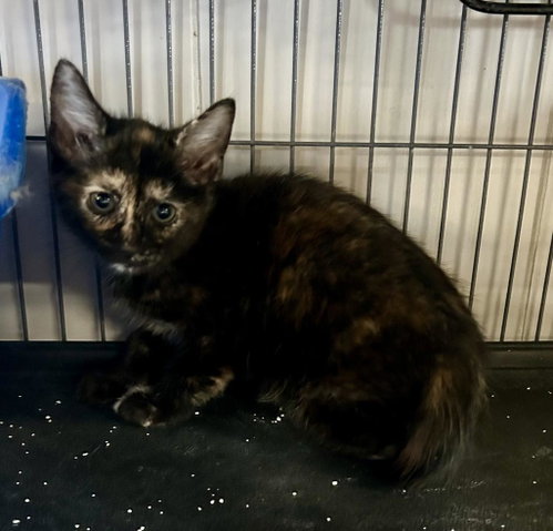 Miso, Baby Domestic Short Hair / Mixed, cat for adoption in Portland, Indiana