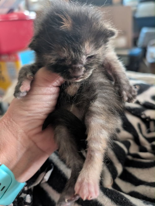 Soup kitten Tortie 2, Baby Domestic Short Hair / Mixed, cat for adoption in Anderson, Indiana