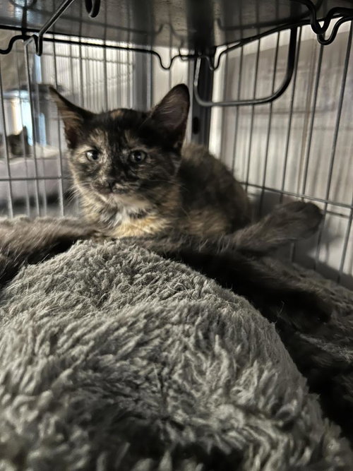 Consomme, Baby Domestic Short Hair / Mixed, cat for adoption in Portland, Indiana