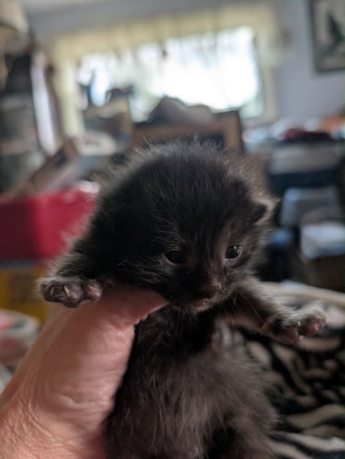 Soup kitten Tortie 3, Baby Domestic Short Hair / Mixed, cat for adoption in Anderson, Indiana