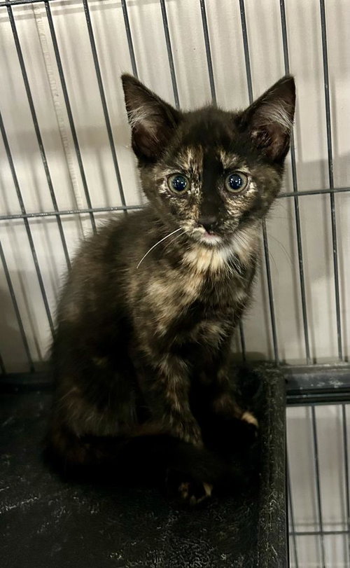 Minestrone, Baby Domestic Short Hair / Mixed, cat for adoption in Portland, Indiana