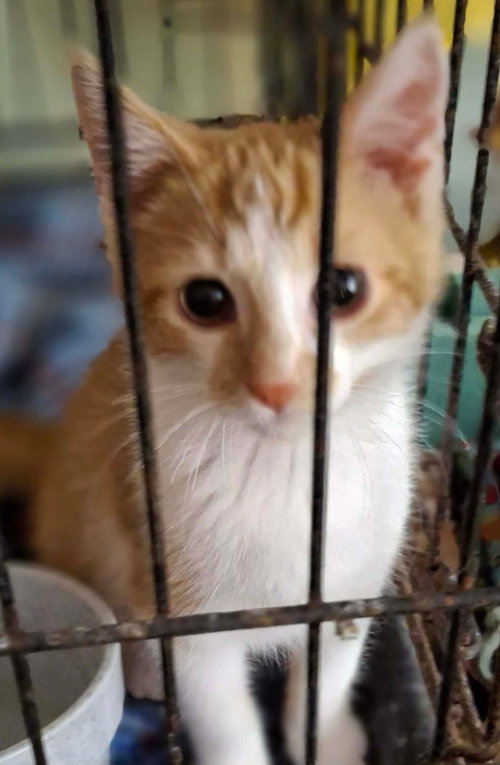 Cayenne, an adoptable Domestic Short Hair in Portland, IN
