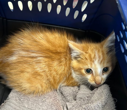 Photo 3 of Cayenne