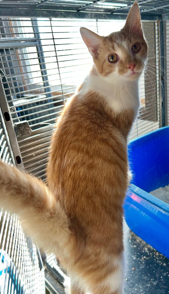 Cayenne
