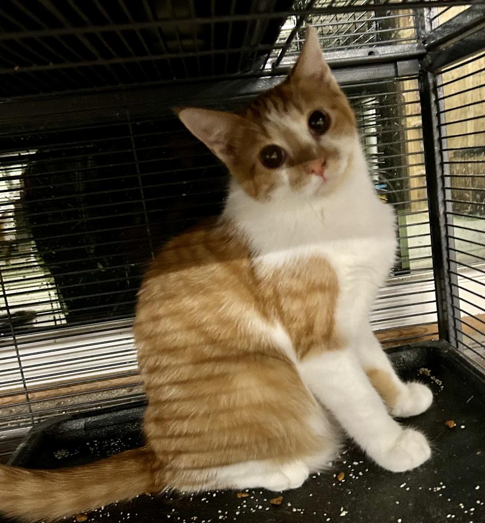 Cayenne, photo 4