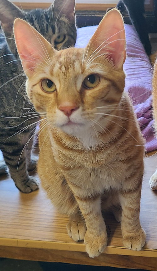 Photo 3 of Chance
