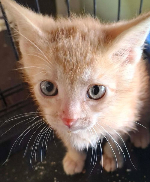 SOLDIER BOY - Domestic Short Hair available for adoption