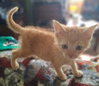 Soldier Boy - Photo 2