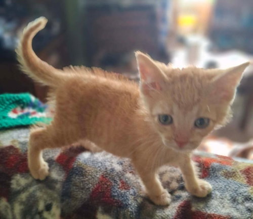 SOLDIER BOY - Domestic Short Hair available for adoption