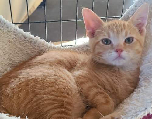 Soldier Boy, a cat for adoption from Midwest Pet Refuge