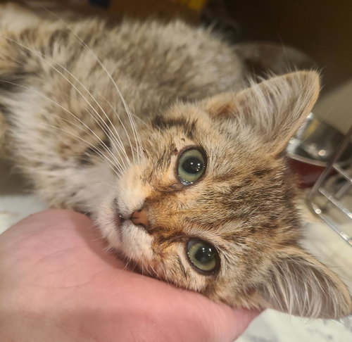 Barley, Baby Domestic Short Hair / Mixed, cat for adoption in Portland, Indiana