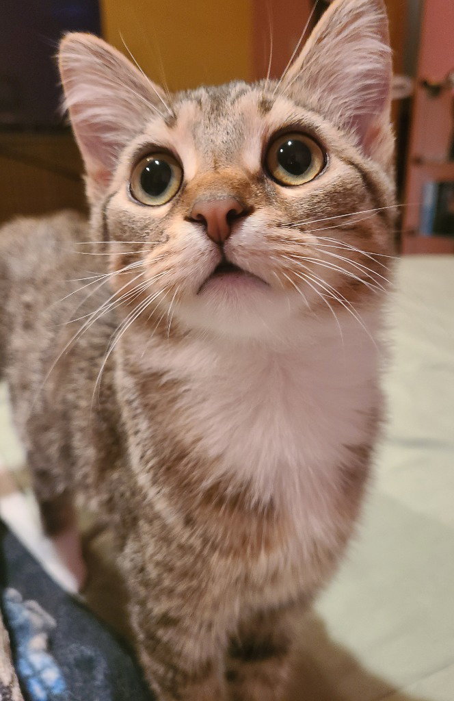 Barley
