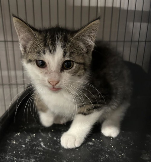 Buckwheat, Baby Domestic Short Hair / Mixed, cat for adoption in Portland, Indiana