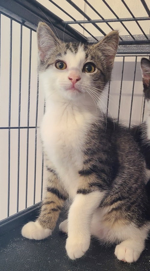 Buckwheat, a cat for adoption from Midwest Pet Refuge