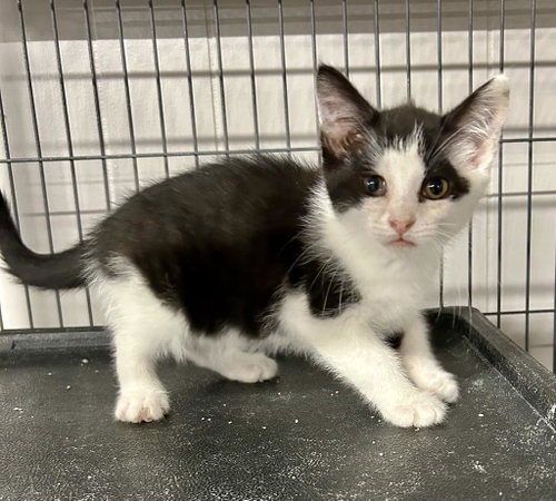 Quinoa, an adoptable Domestic Short Hair in Portland, IN