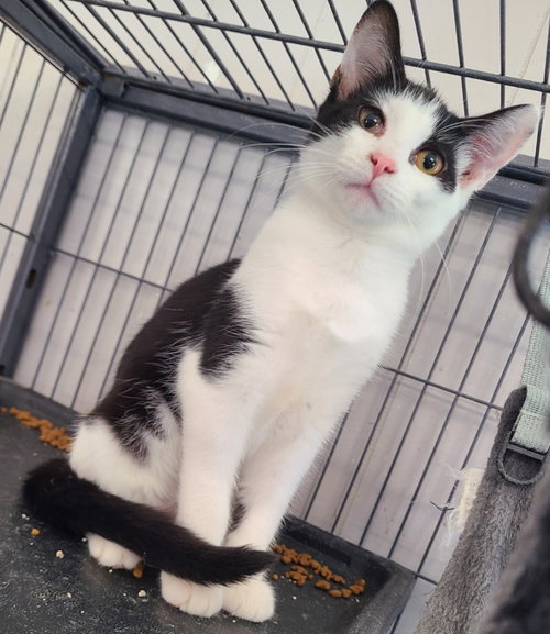 Quinoa, a cat for adoption from Midwest Pet Refuge