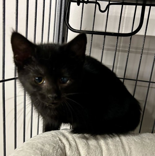 Rye, Baby Domestic Short Hair / Mixed, cat for adoption in Portland, Indiana