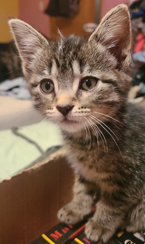 Serrano, Baby Domestic Short Hair / Mixed, cat for adoption in Portland, Indiana