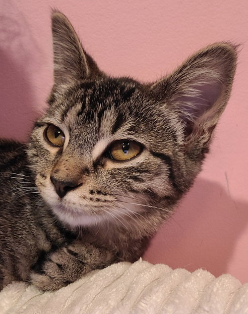 Serrano, a cat for adoption from Midwest Pet Refuge