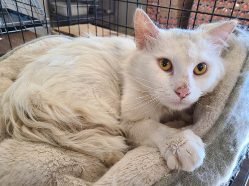 Falkor II, an adoptable Domestic Medium Hair in Portland, IN