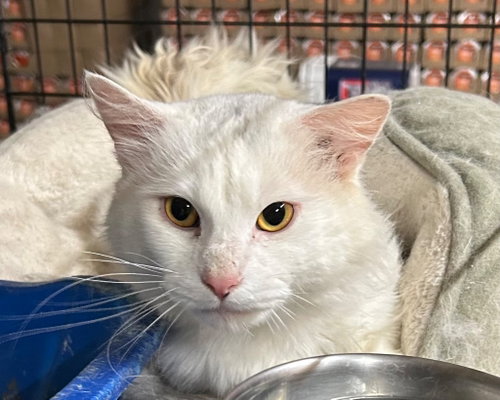 Falkor II, Adult Domestic Medium Hair / Mixed, cat for adoption in Portland, Indiana