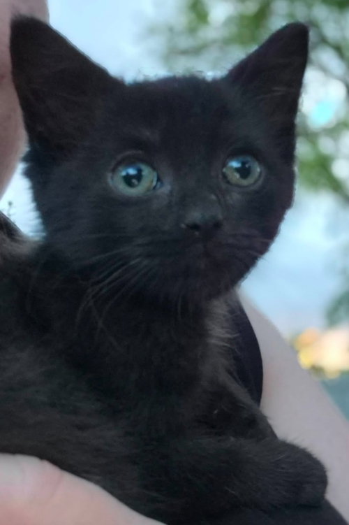 Hedy Lamarr, an adoptable Domestic Short Hair in Portland, IN