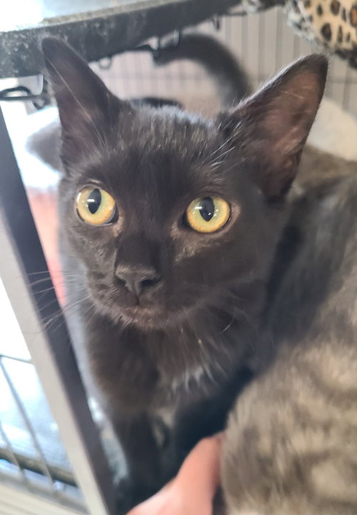 Hedy Lamarr, a cat for adoption from Midwest Pet Refuge